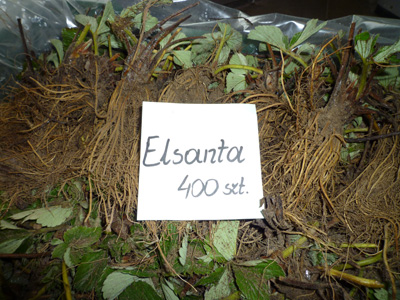 Elsanta - strawberry, seedlings, fruits, strawberry plantation, strawberry fruits
