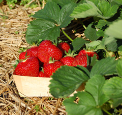 Fruits - strawberry, seedlings, strawberry plantation, strawberry fruits