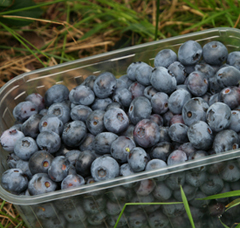 Fruits  -  Agro-trus - blueberry