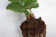 Agro-trus - Strawberry seedlings